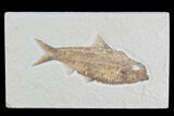 Detailed Fossil Fish (Knightia) - Wyoming #96105-1